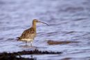 Curlew